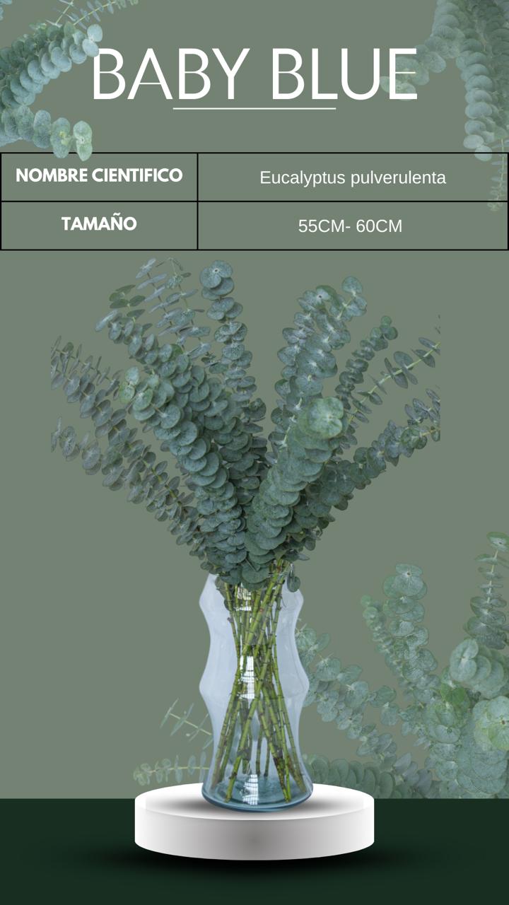 follajes naturales Monteverde