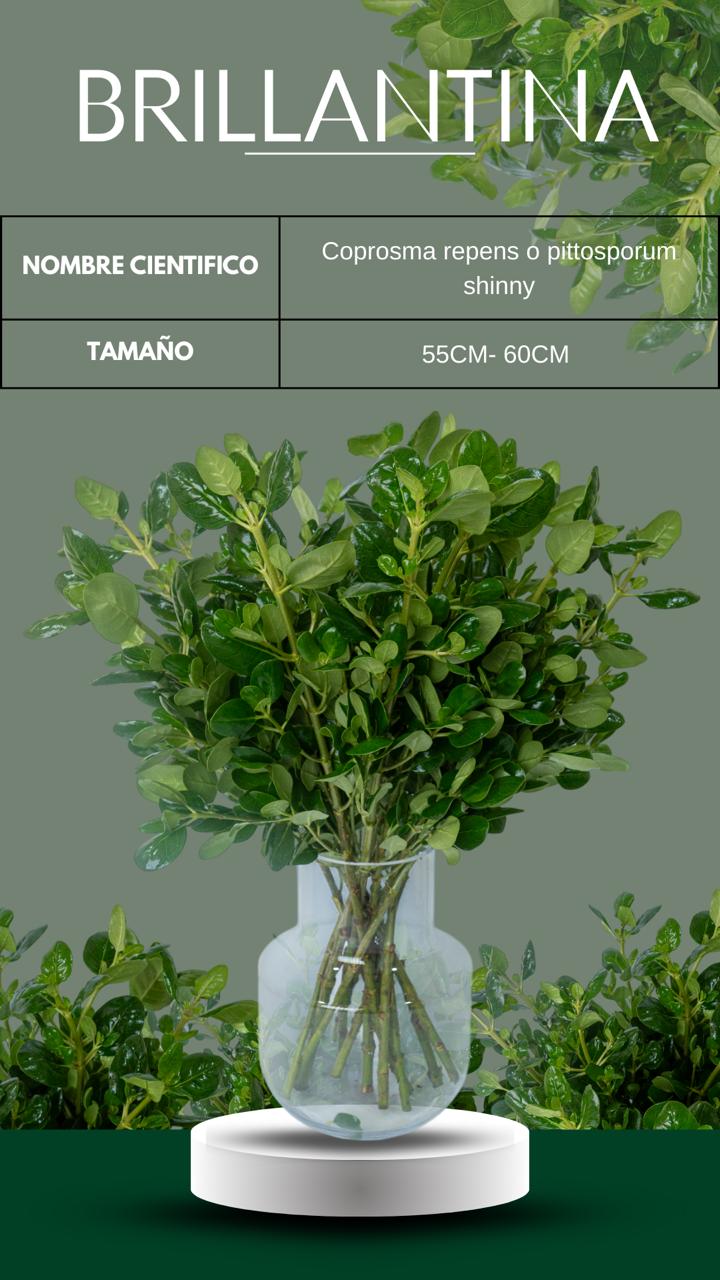 follajes naturales Monteverde