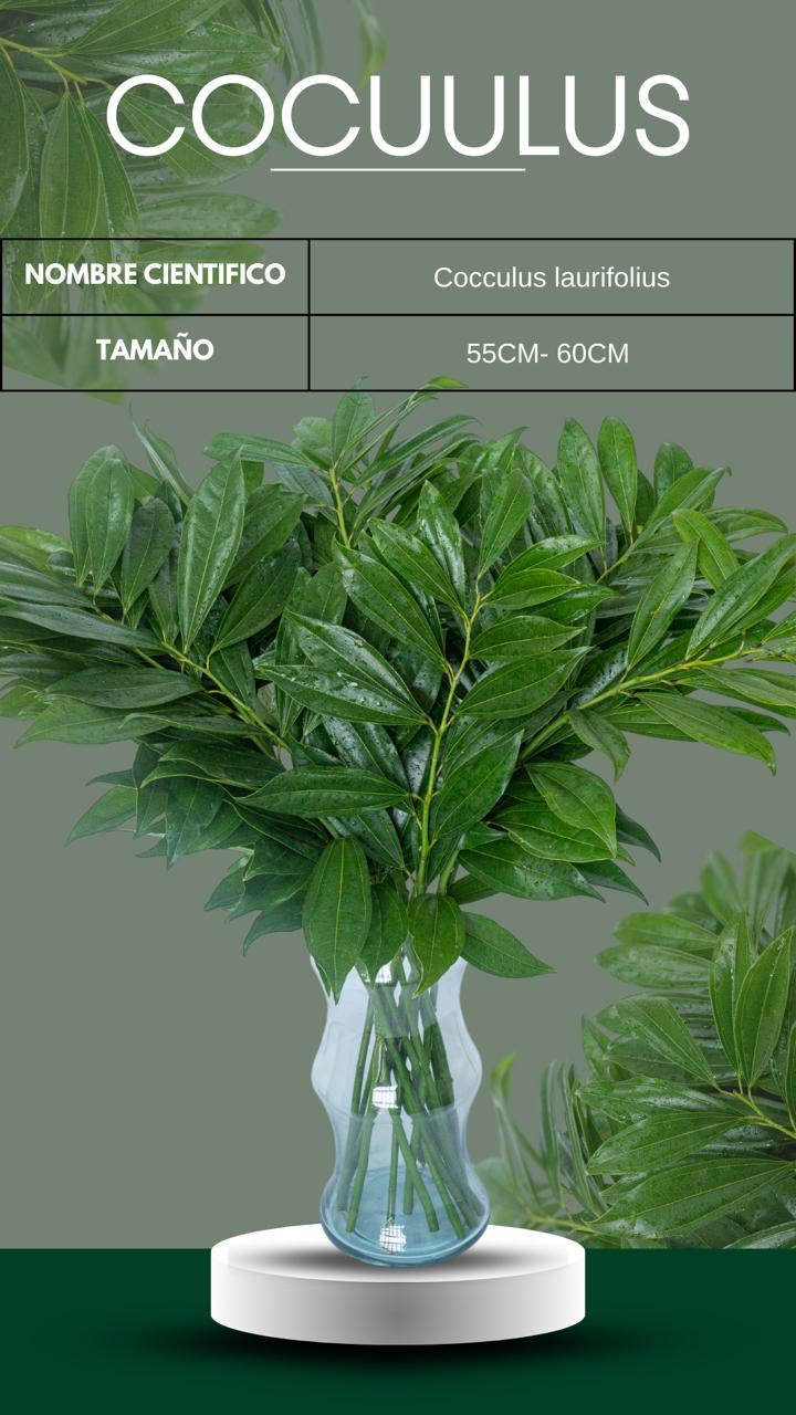 follajes naturales Monteverde