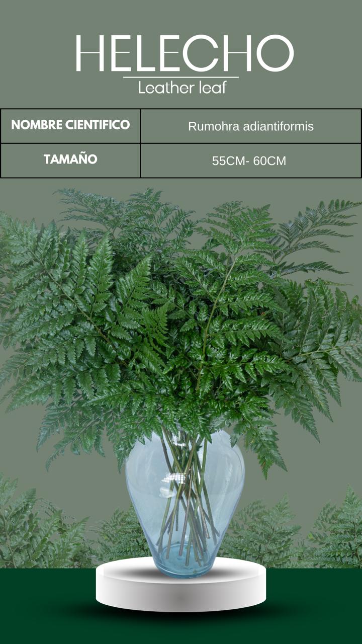 follajes naturales Monteverde