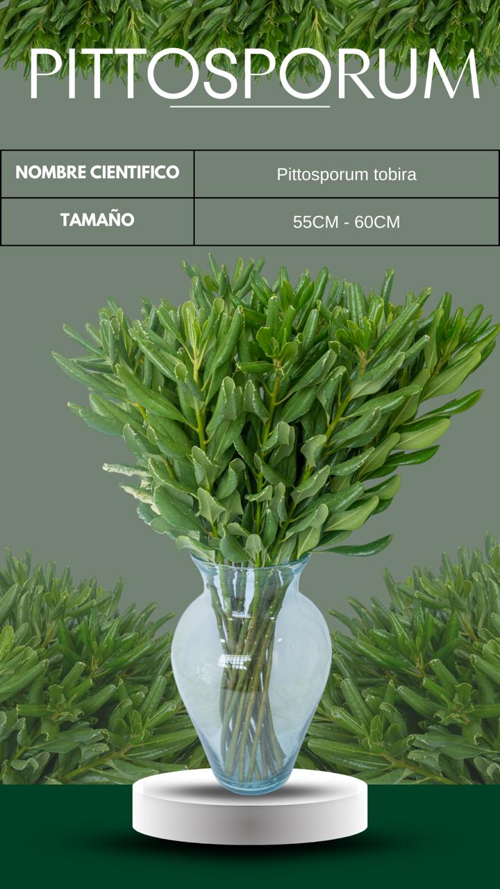 follajes naturales Monteverde