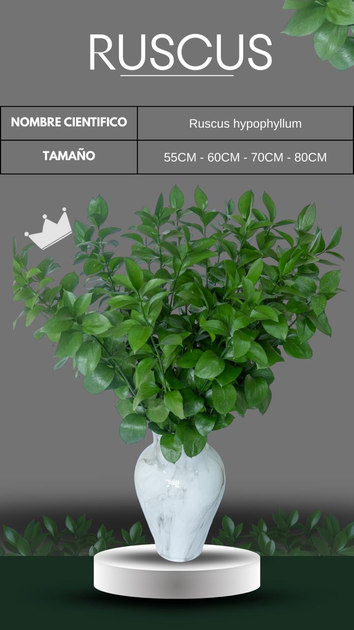 ruscus follajes monteverde