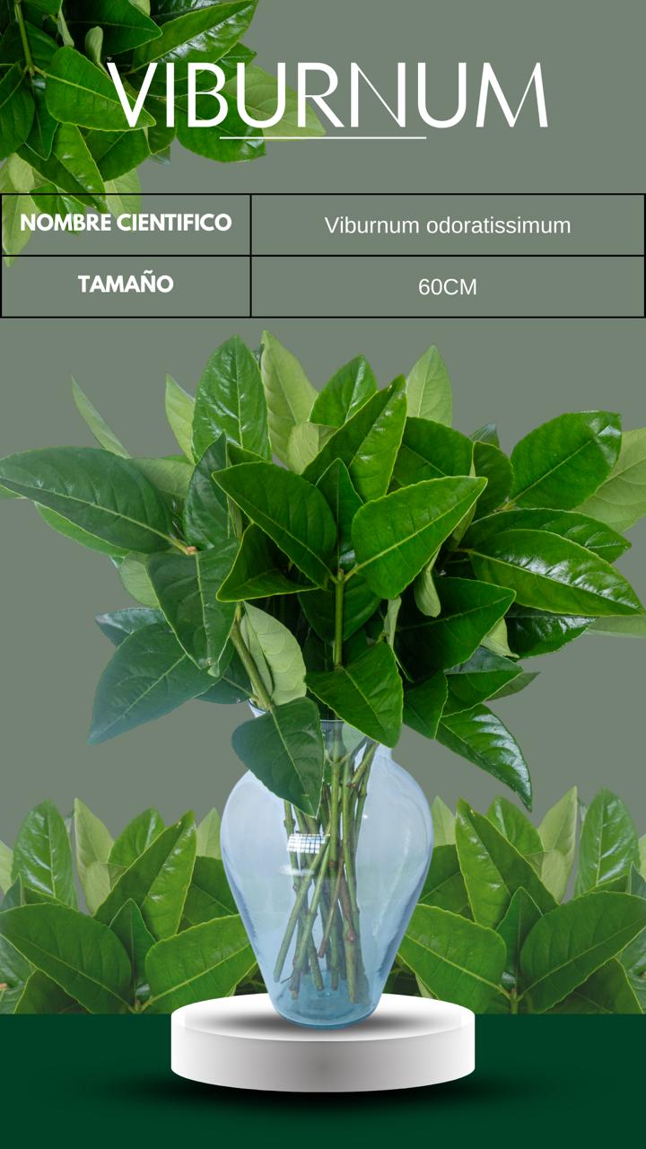 follajes naturales Monteverde